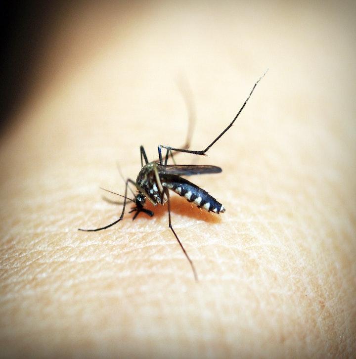 Omarm de bescherming van de natuur: insectenwerende etherische oliën - Abbey Essentials