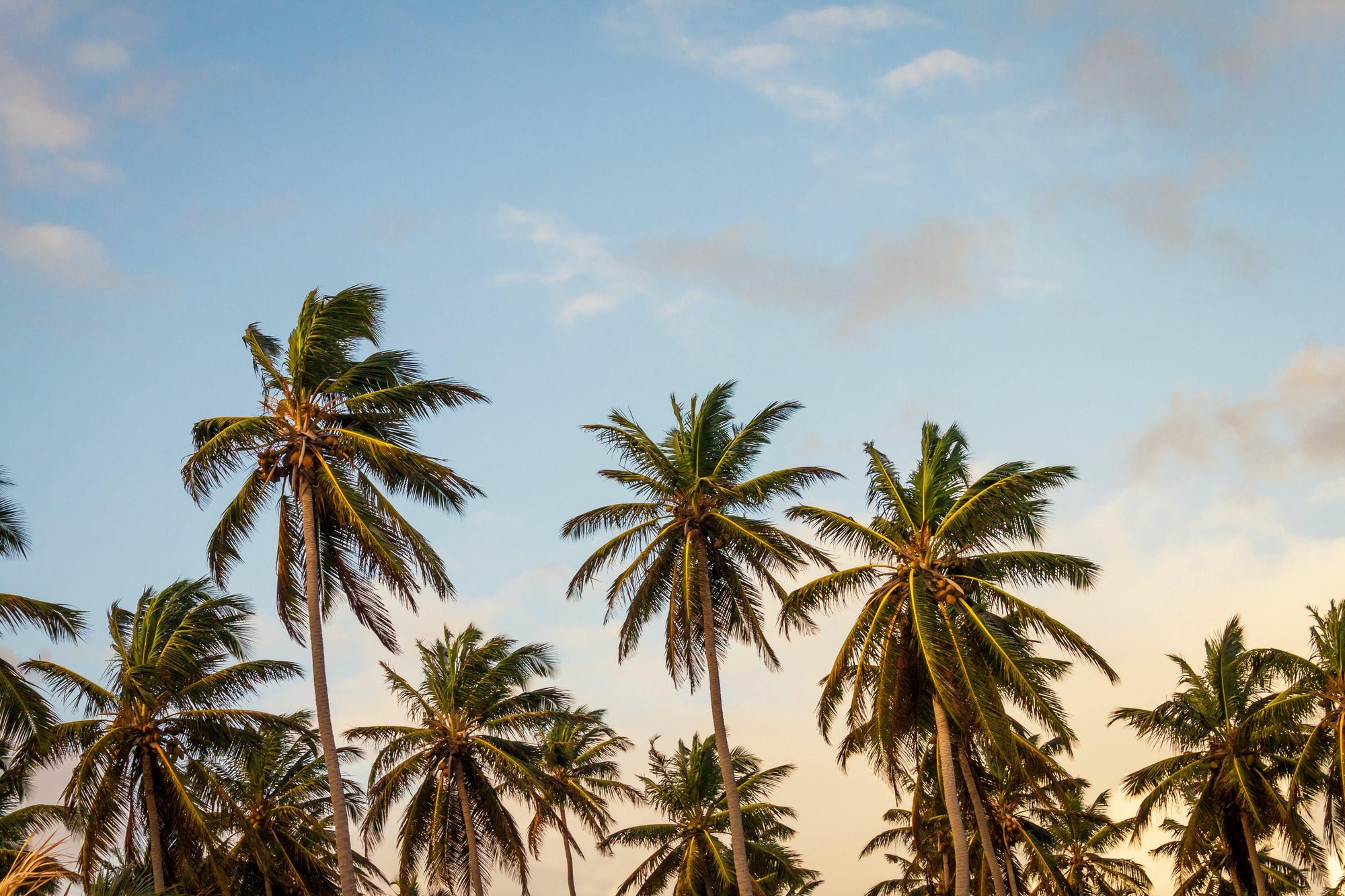 Unsere liebsten Sommer-Selbstpflegetipps – Abbey Essentials